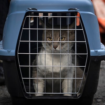 20230812_Ukraine_cat_in_crate_sponsored_by_Mars_1_©_Oro_Whitley_Good_Fix copy